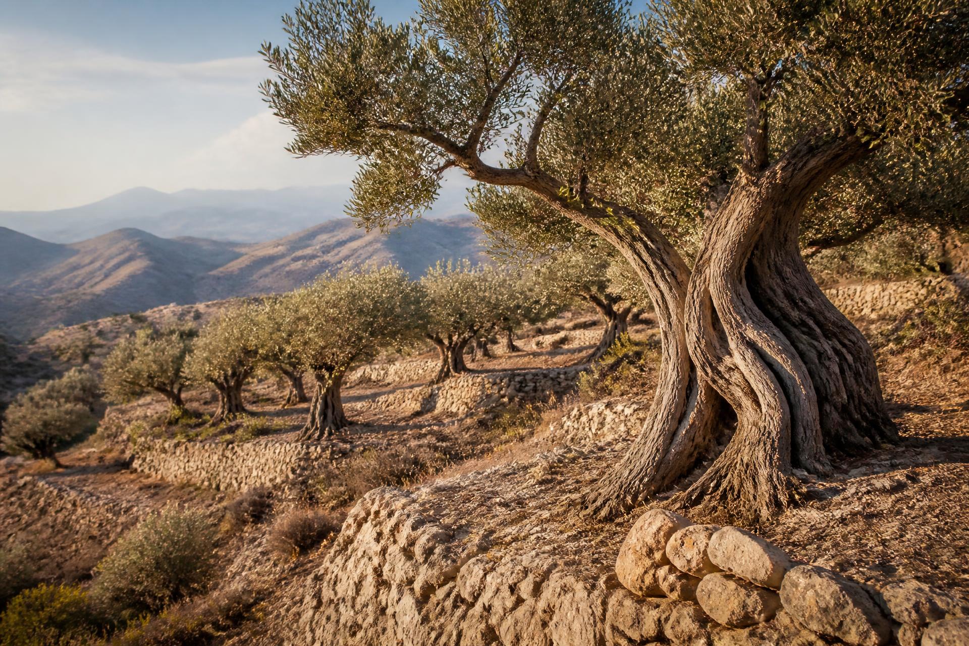 Terraced olive grove above Lubrín, Almería, at sunset