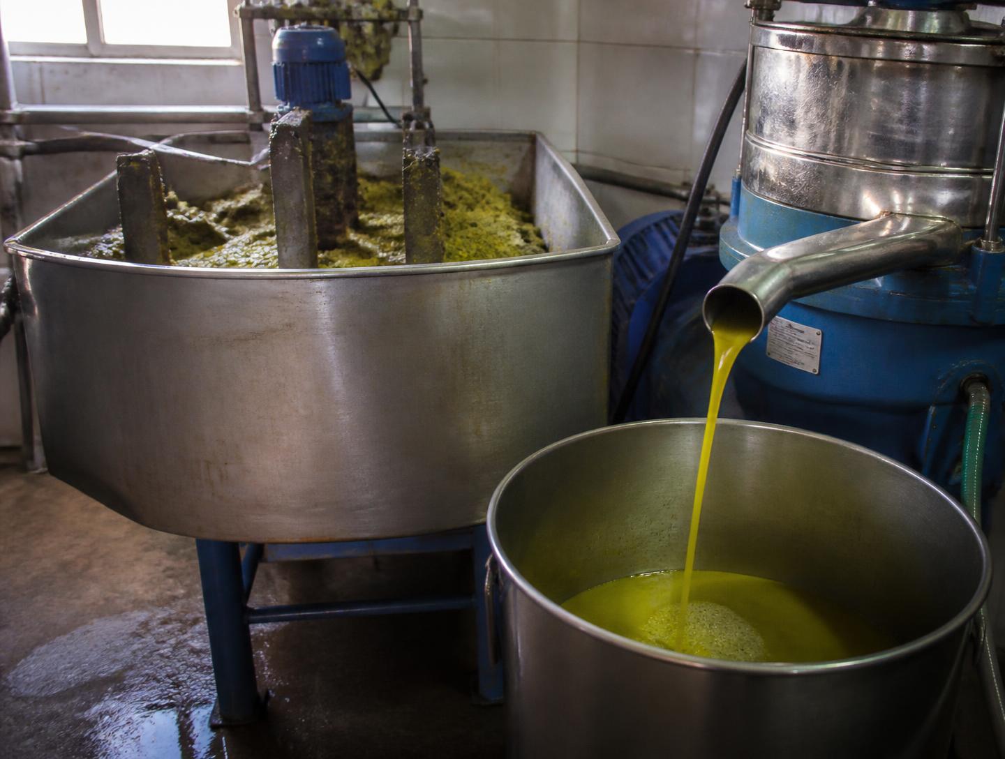 Olive paste being milled and fresh oil running at the almazara